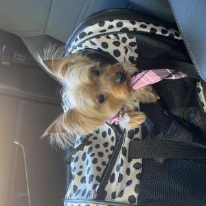 Lost Dog Mila
