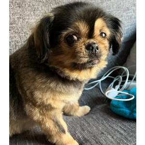 Lost Dog Coco