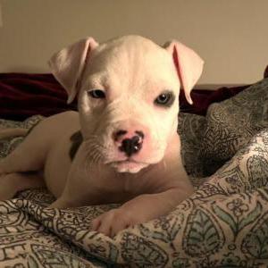 Lost Dog Hendrix