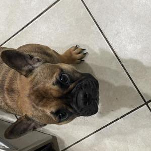 Lost Dog Amber