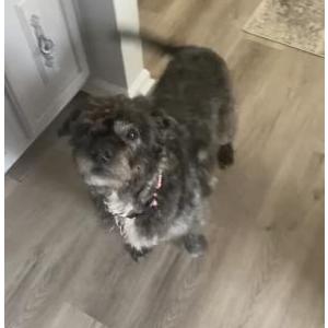 Lost Dog Stella