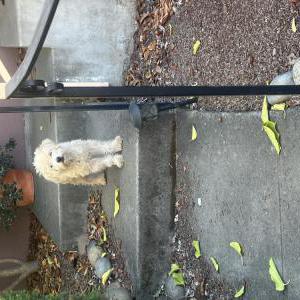 Found Dog Unknown