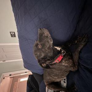 Lost Dog Oreo