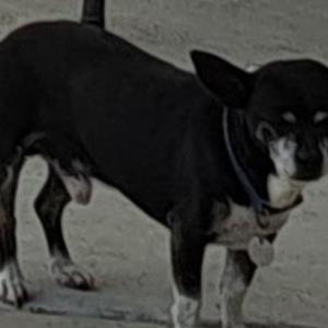Lost Dog Guantes