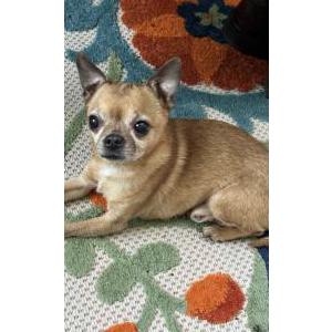 Lost Dog Toby