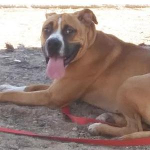 Lost Dog Bubba