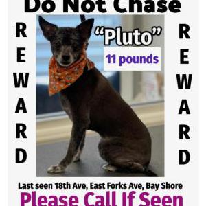 Lost Dog Pluto