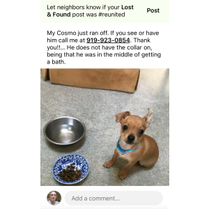 Image of Cosmo, Lost Dog