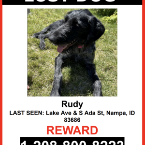 Lost Dog Rudy