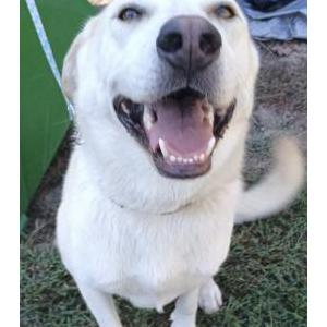 Image of Unknown, Found Dog