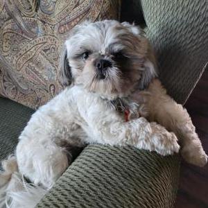 Lost Dog Louie