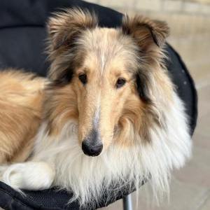Lost Dog Lady