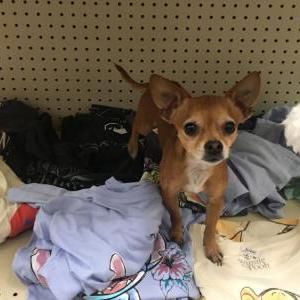 Lost Dog Rascal