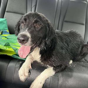 Found Dog Unkown