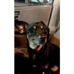 Lost Dog kidd
