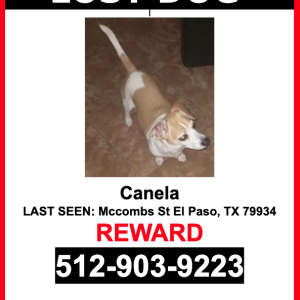 Lost Dog Canela