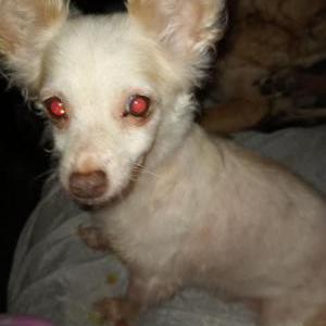 Image of Riley, Lost Dog