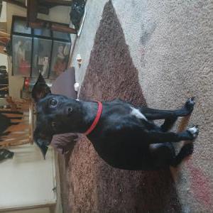 Lost Dog Shenanigans