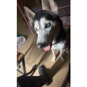 Lost Dog Zeus