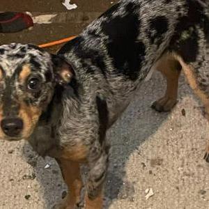 Lost Dog Tootie Baby