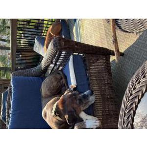 Lost Dog Djole