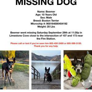Lost Dog Beemer