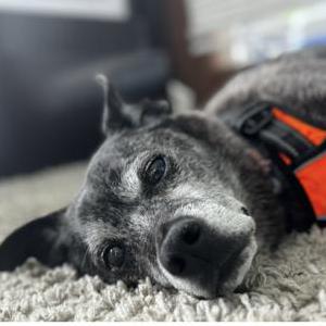 Lost Dog Hudson