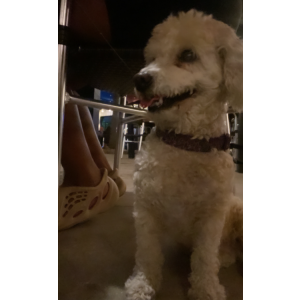 Lost Dog Nina