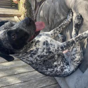 Found Dog Unknown