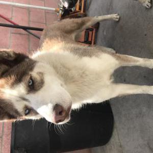 Lost Dog Unknown