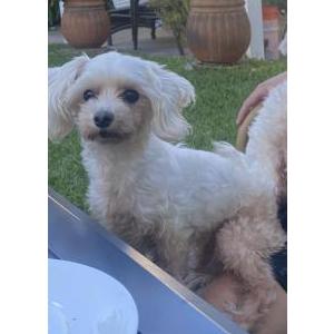 Lost Dog Jenny