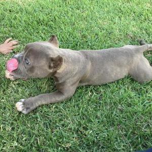 Lost Dog Roxy