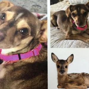 Lost Dog Fawny