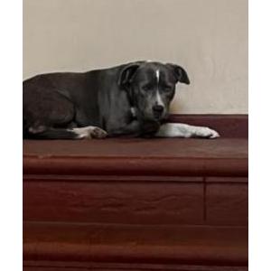 Lost Dog Pookie Bear Bird