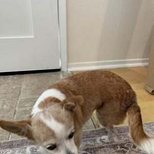 Found Dog unknown