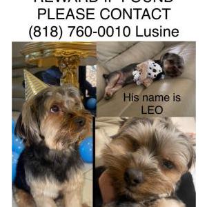 Lost Dog Leo