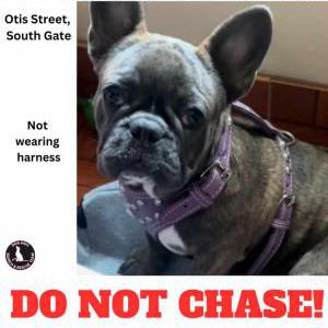 Lost Dog Nova