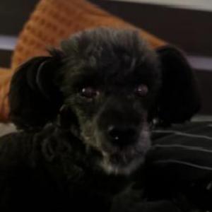 Lost Dog Onix