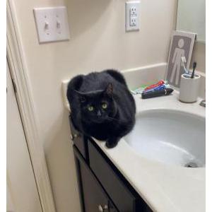 Image of Luna, Lost Cat