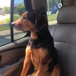 Lost Dog Lenny