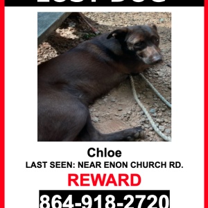 Lost Dog Chloe