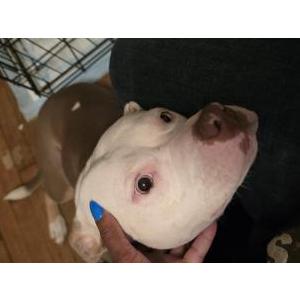 Lost Dog Grace