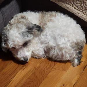 2nd Image of Teddy, Lost Dog