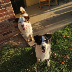 Found Dog unknown
