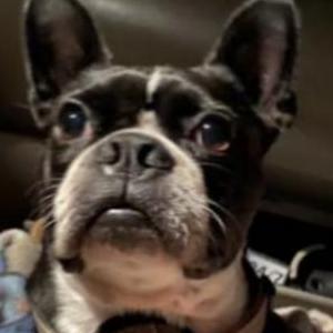 Lost Dog FINN