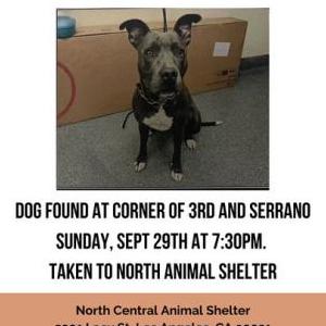 Found Dog unknown