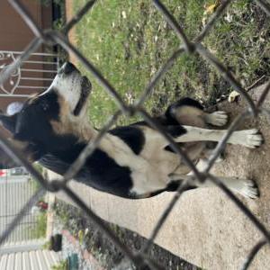 Found Dog Unknown