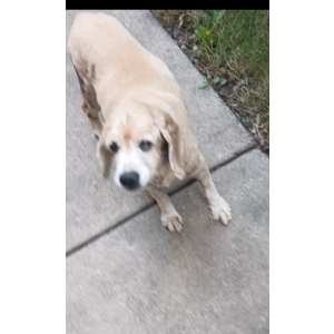 Lost Dog Max