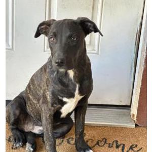 Found Dog Unknown