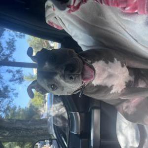 Lost Dog Brock
